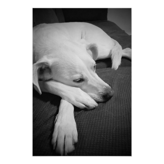 Black and White Photo of a Beautiful Dog Sleeping Poster (Front)
