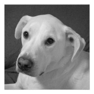 Black and White Photo of a Beautiful Soulful Dog Poster