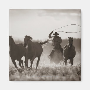 Black and White photo of a Cowboy Lassoing Horses Magnet