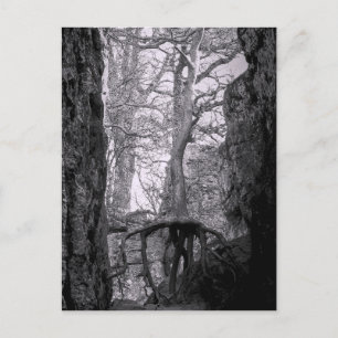 Black and white photo of trees postcard