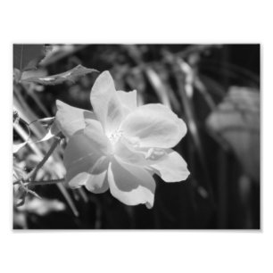 Black and White Photo Print