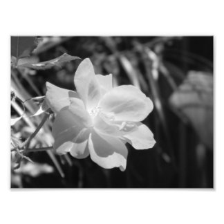 Black and White Photo Print