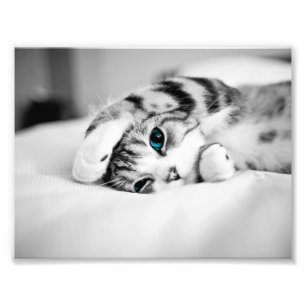 Black and white photograph of a cat