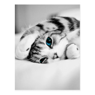 Black and white photograph of a cat postcard