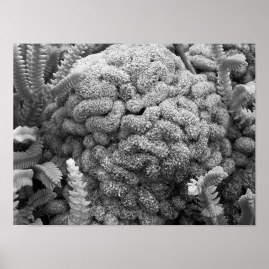 Black And White Photography Cacti Poster