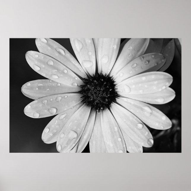 Black and White Photography of African Daisy Poster (Front)