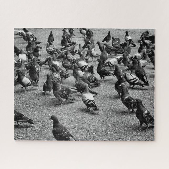Black and white photography of many pigeons jigsaw puzzle (Horizontal)