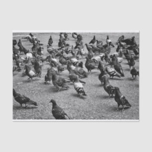 Black and white photography of many pigeons tissue paper