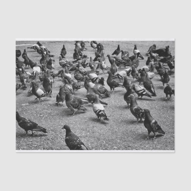 Black and white photography of many pigeons tissue paper (Front)