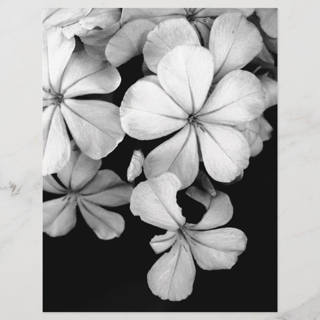 black and white Plumbago (Front)