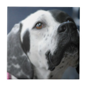 Black and White Pointer Dog Tile
