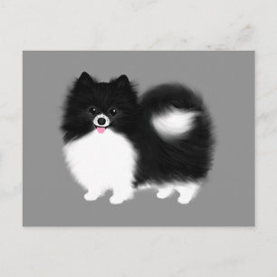 Black and White Pomeranian Postcard