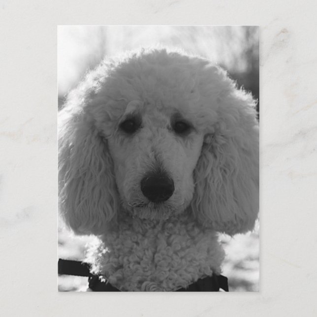 Black and White Poodle Face Puppy Eyes Postcard (Front)