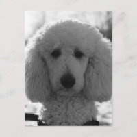 Black and White Poodle Face Puppy Eyes