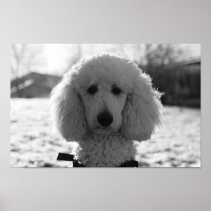 Black and White Poodle Face Puppy Eyes Poster