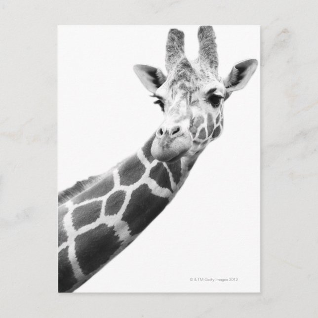 Black and white portrait of a giraffe postcard (Front)