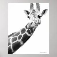 Black and white portrait of a giraffe