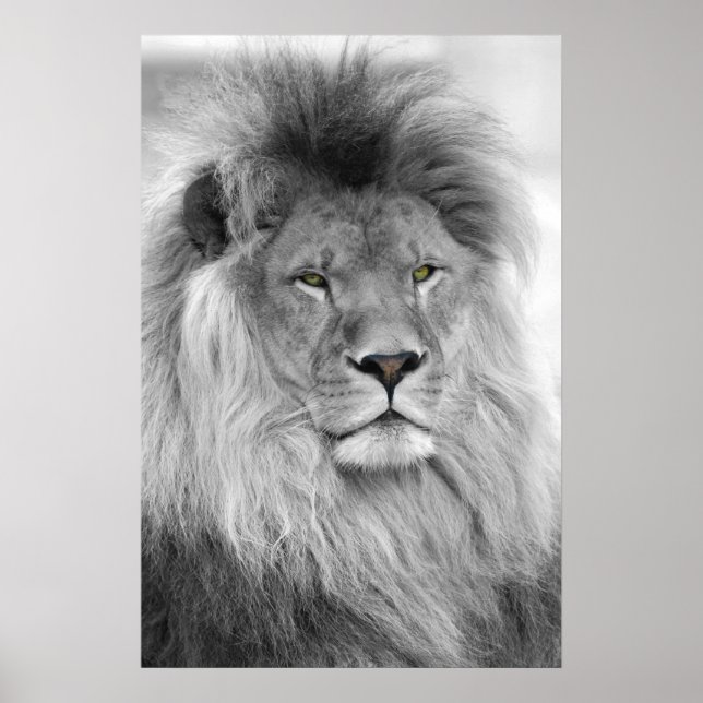 Black and white portrait of lion poster (Front)