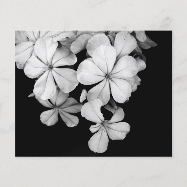Black and White Postcard Design (Front)