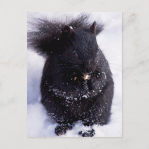 Black And White-postcard Postcard