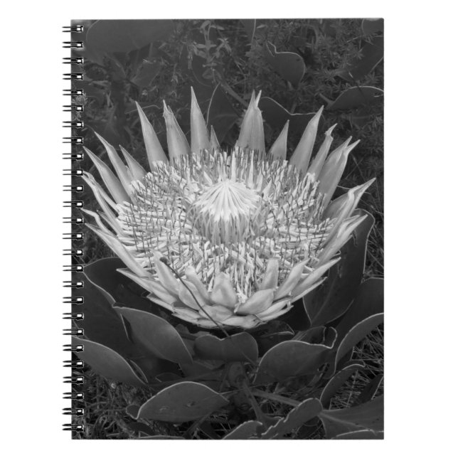 Black and white Protea notebook (Front)
