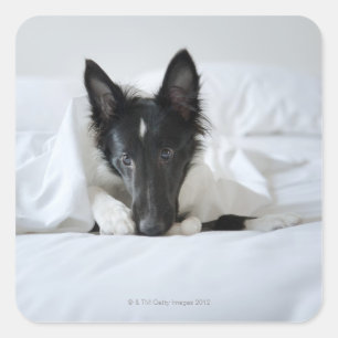 Black and white puppy in bed with bone square sticker