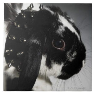 Black and white rabbit with studded collar ceramic tile