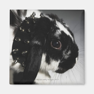 Black and white rabbit with studded collar magnet