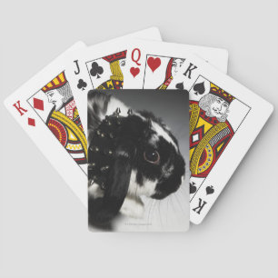 Black and white rabbit with studded collar playing cards
