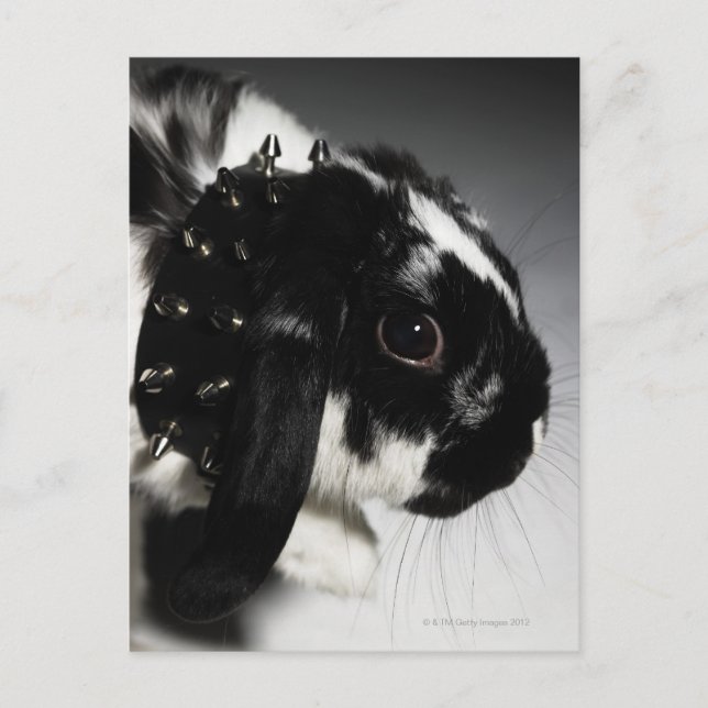 Black and white rabbit with studded collar postcard (Front)