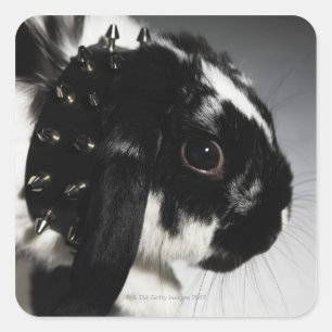 Black and white rabbit with studded collar square sticker