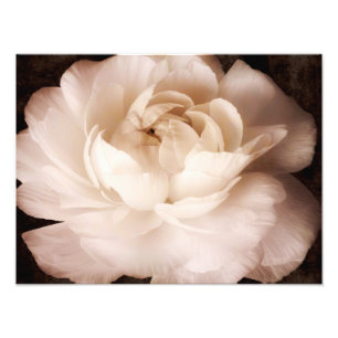 Black And White Ranunculus Flower Sepia Floral Photo Print