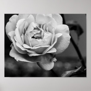 Black and White Romantic Rose Poster