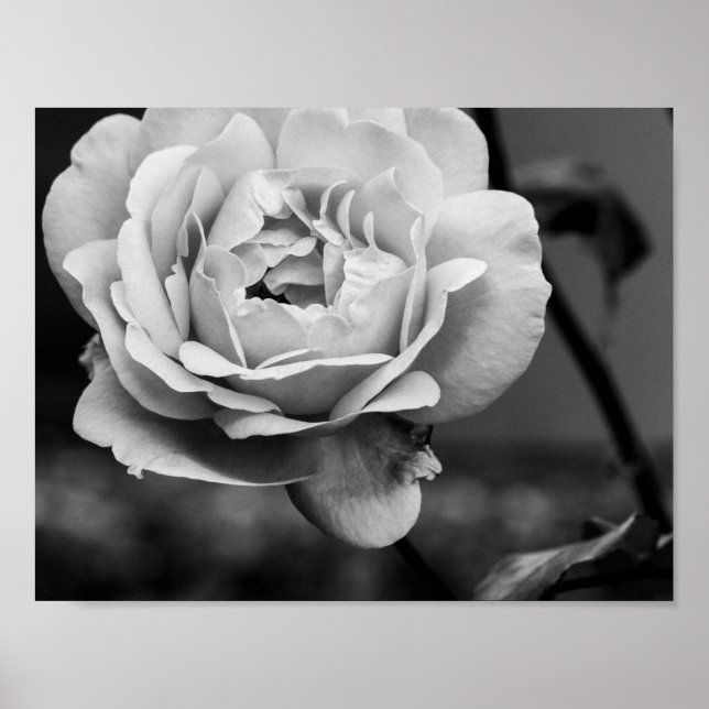 Black and White Romantic Rose Poster (Front)