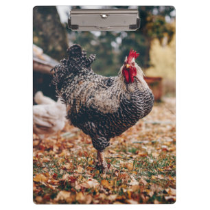 Black and White Rooster with Two Hens in Nature Clipboard