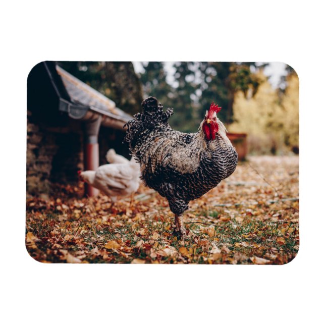 Black and White Rooster with Two Hens in Nature Magnet (Horizontal)