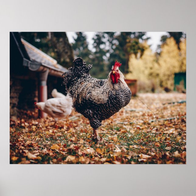 Black and White Rooster with Two Hens in Nature Poster (Front)