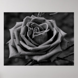 Black and White Rose Flower Poster