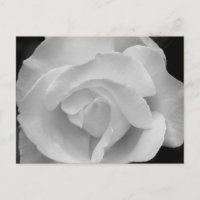 Black and White Rose