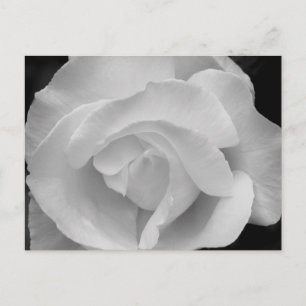 Black and White Rose Postcard
