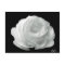 Black And White Rose