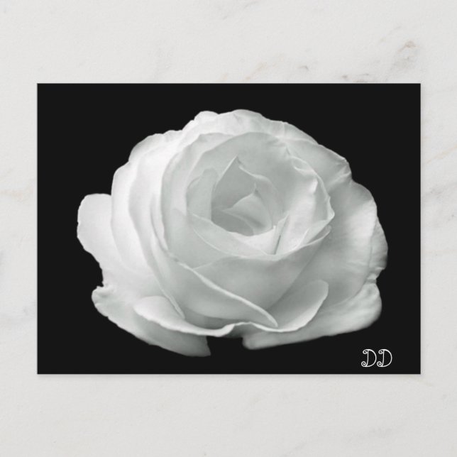 Black And White Rose Postcard (Front)
