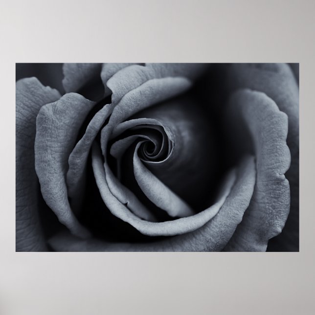 Black and White Rose Poster (Front)