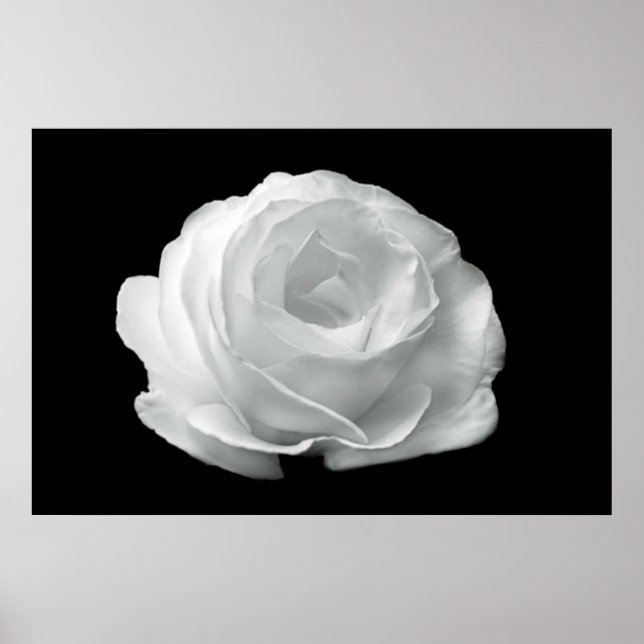 Black And White Rose Poster (Front)