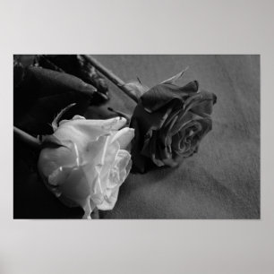 Black and White Rose Poster
