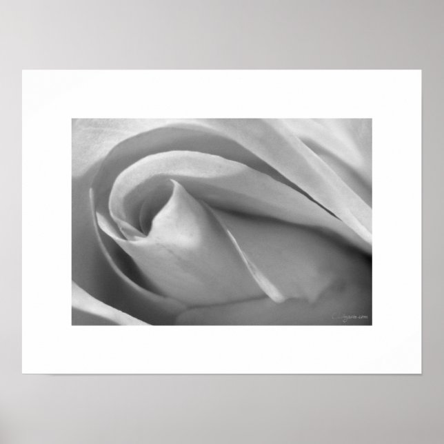 Black and White Rose Poster Poster Print (Front)
