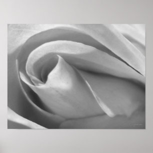 Black and White Rose Poster Print