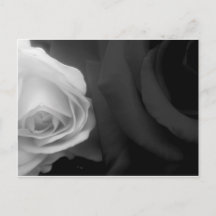 Black and White Roses