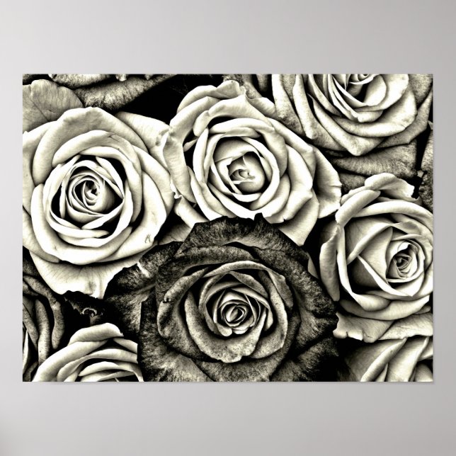 Black and White Roses Poster (Front)