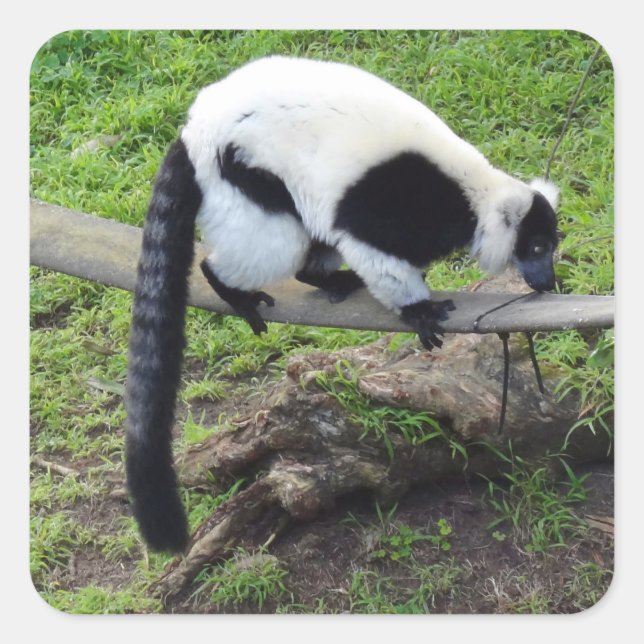 Black-and-white Ruffed Lemur #2-2 Stickers (Front)